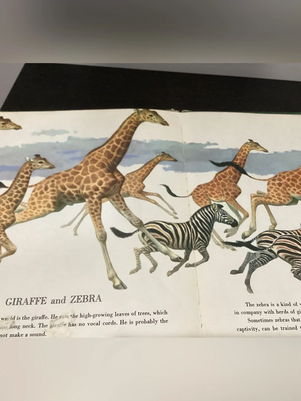 Vtg.Children’s Hardcover book Titled The Big Book of Wild Animals by Felix Sutto